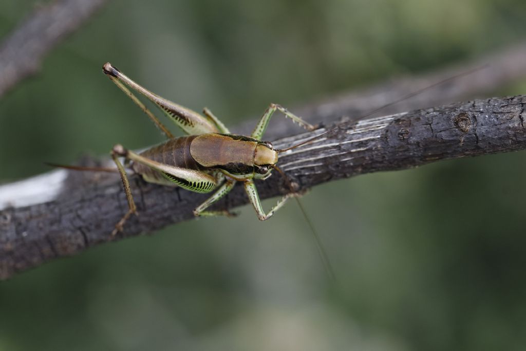 Eupholidoptera o Polidoptera?